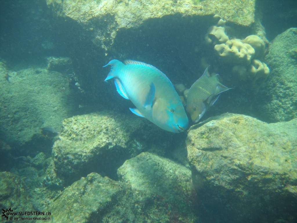 Cetoscarus bicolor - Underwater Galapagos 2010 -DSCN5793
